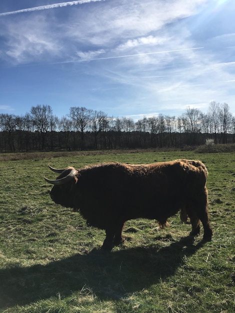 Photo horse in a field