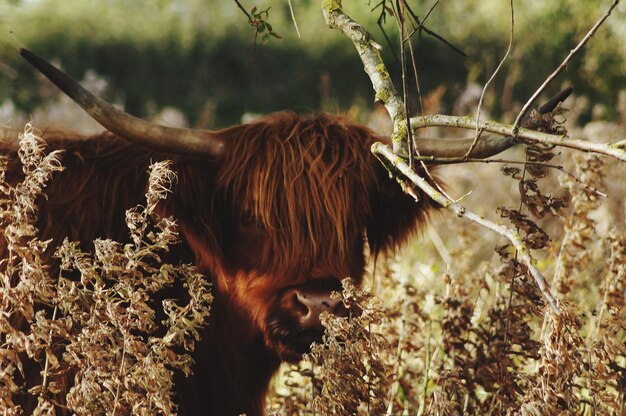 Photo horse in a field