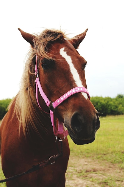 Foto cavallo in un campo