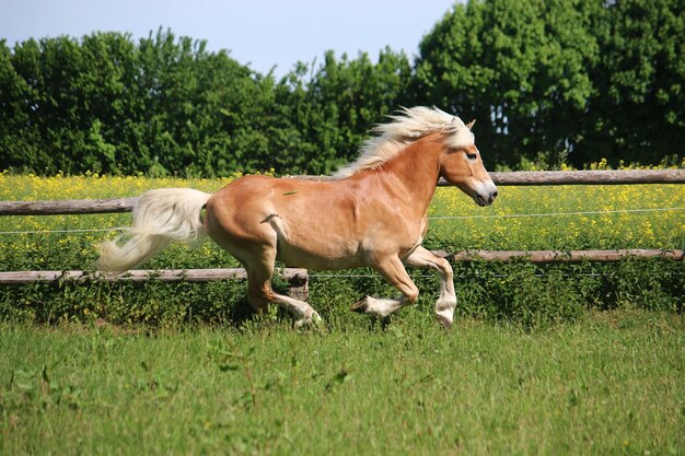 Photo horse in a field