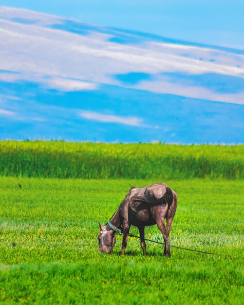 Horse in a field