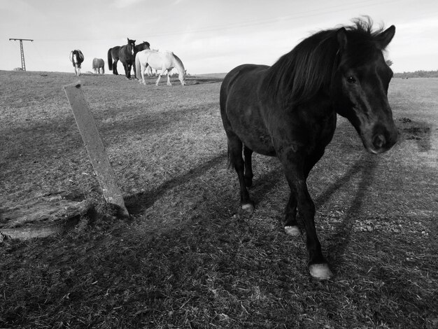 Horse in field