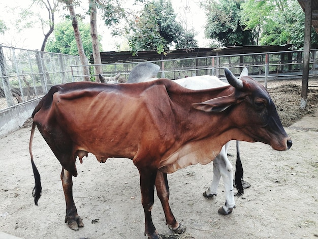 Horse on field