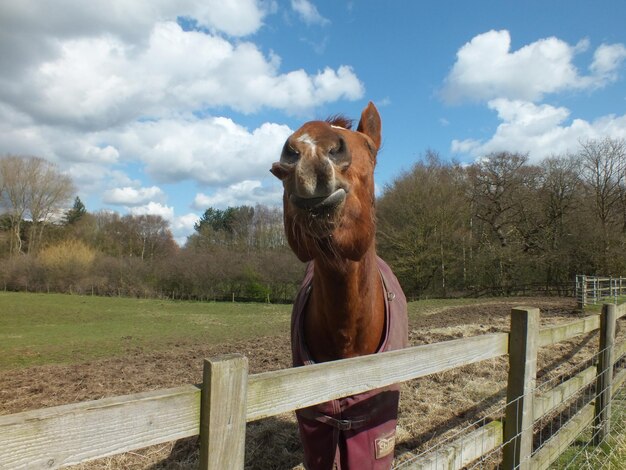 Foto cavallo sul campo