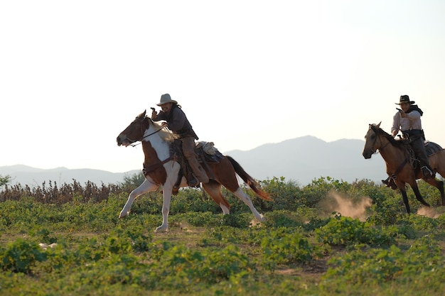 Foto cavallo in un campo