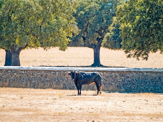 Foto cavallo in un campo