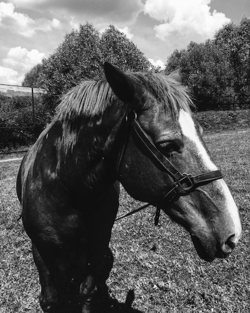 Photo horse in a field