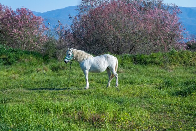 Photo horse in a field