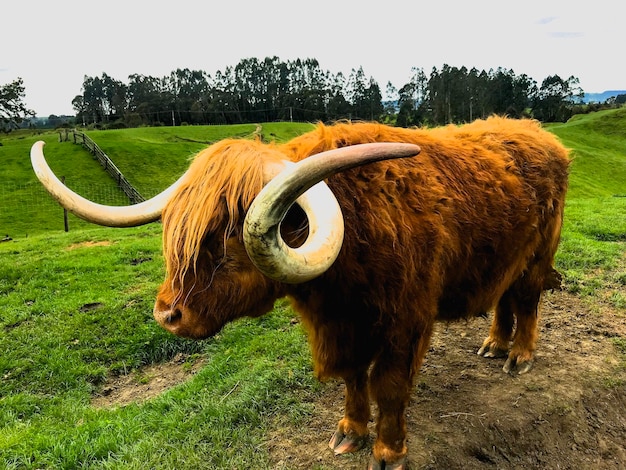 Foto cavallo in un campo