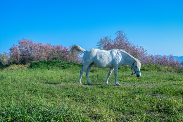 Horse in a field