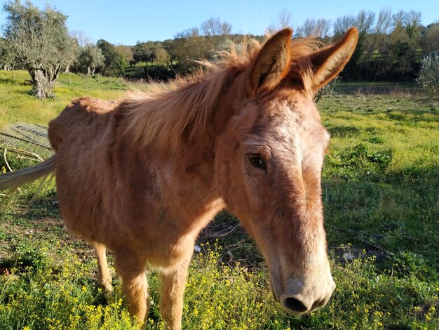 Foto cavallo in un campo