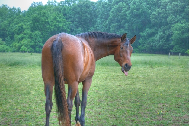 Horse on field