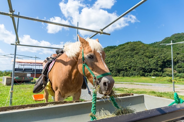 Horse in the field