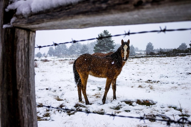 写真 雪の中で馬の子馬。