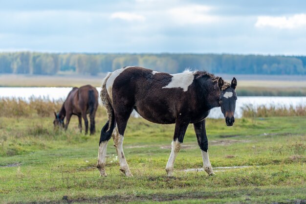 牧草地の馬と子馬。高品質の写真