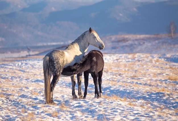 雪に覆われた牧草地で牝馬から乳を飲む馬の子馬