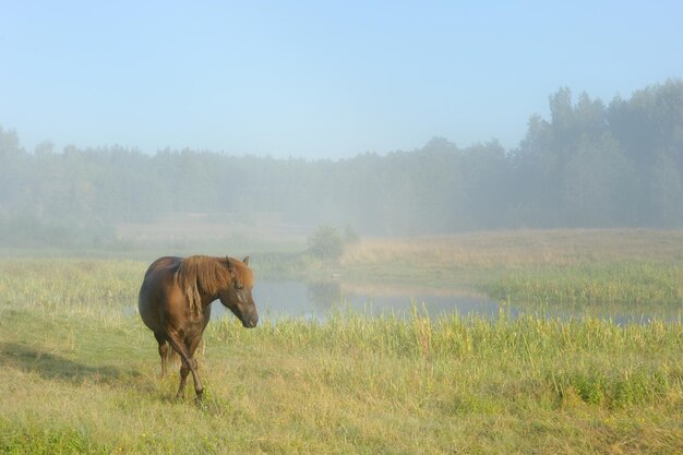 Horse in a fog