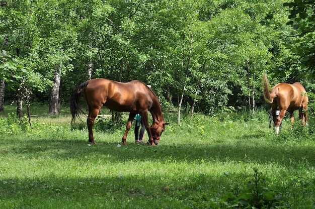 Photo horse in a forest glade