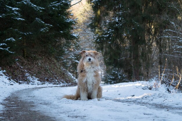 Horse in forest during winter