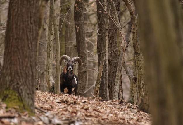 Foto cavallo in una foresta