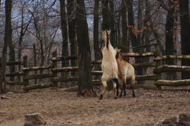 Horse in forest