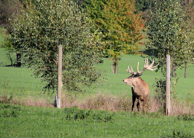 Photo horse in forest