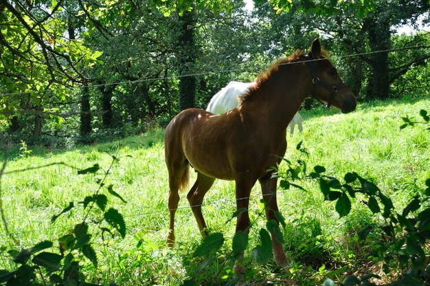 Horse in a forest