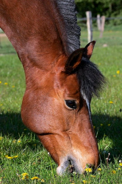 말 Freiberger 초상화 Equus przewalskii f caballus