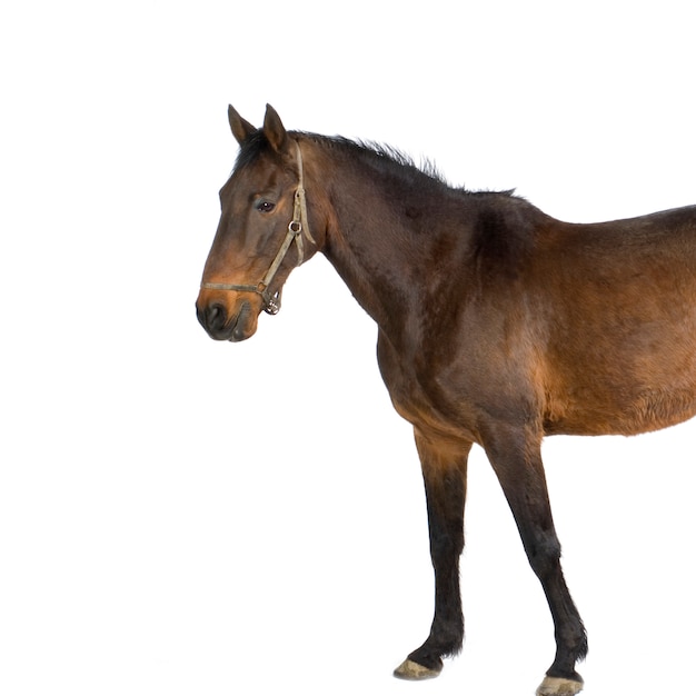 Horse in front of a white background