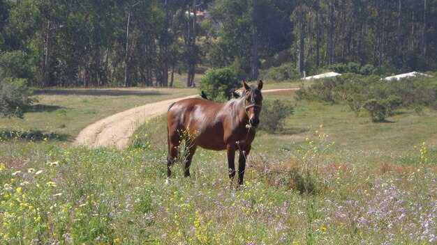 Horse on grassy field