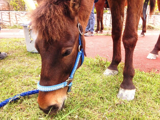 Photo horse on grassy field