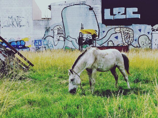 Horse on grassy field