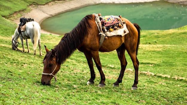 湖の近くの丘で馬が放牧する