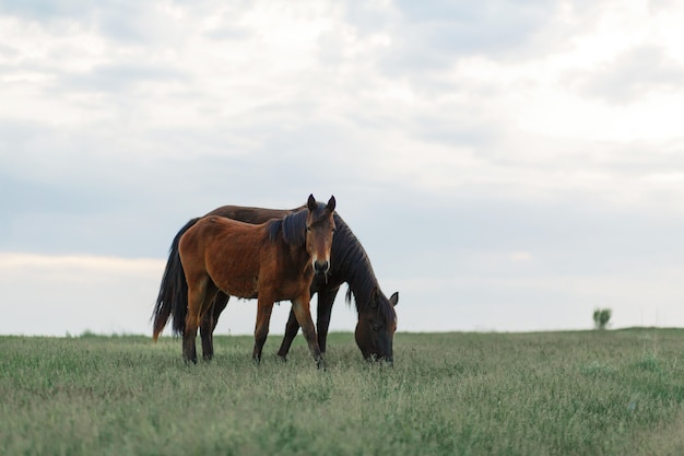 Il cavallo pascola su un prato verde con tempo nuvoloso. cielo nuvoloso.