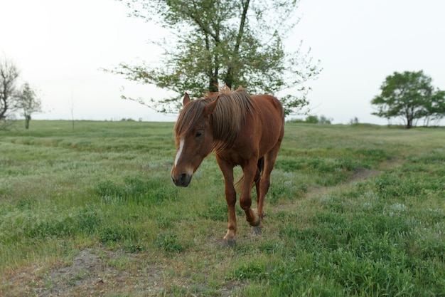 The horse grazes on a green lawn in cloudy weather. cloudy sky.