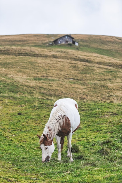 イタリア アルプスの牧草地で放牧する馬