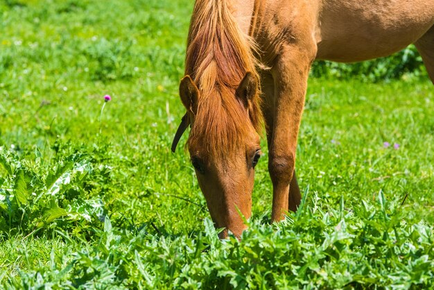 写真 緑の牧草地で馬がかすめる