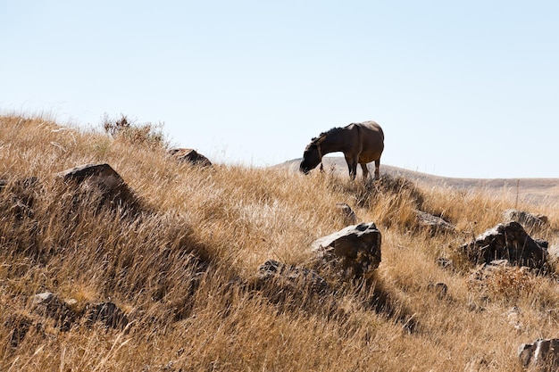 アルメニアの Zorats Karer で放牧されている馬
