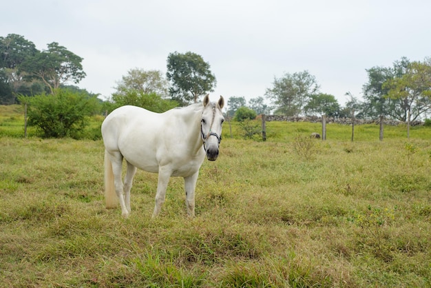 Horse grazing in a fenced paddock with bridle on