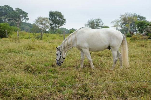 Horse grazing in a fenced paddock with bridle on