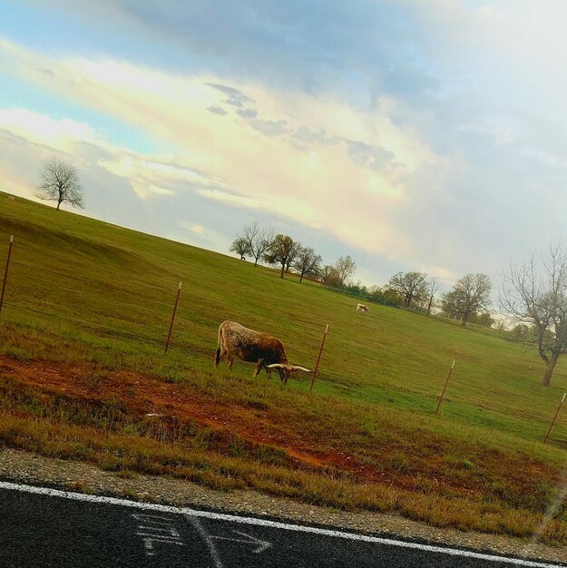 Horse grazing on field against sky