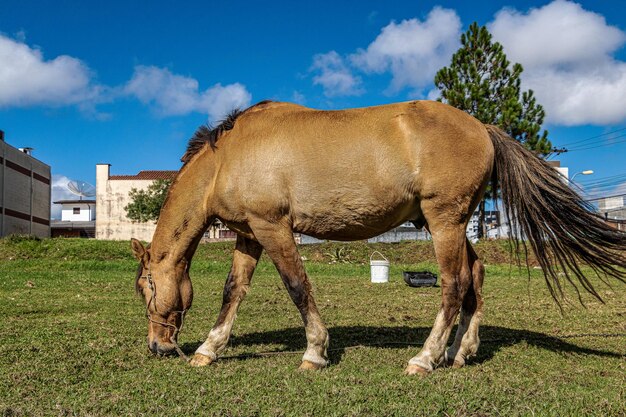 Foto cavallo che pasca sul campo contro il cielo