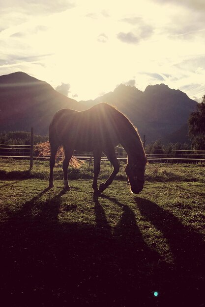 Photo horse grazing on field against sky