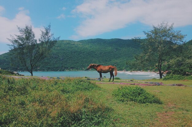 Horse grazing on field against sky