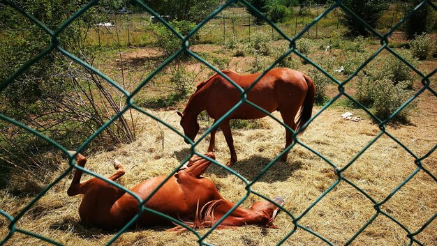 Foto cavalli che pascolano in un campo visti attraverso una recinzione a catena