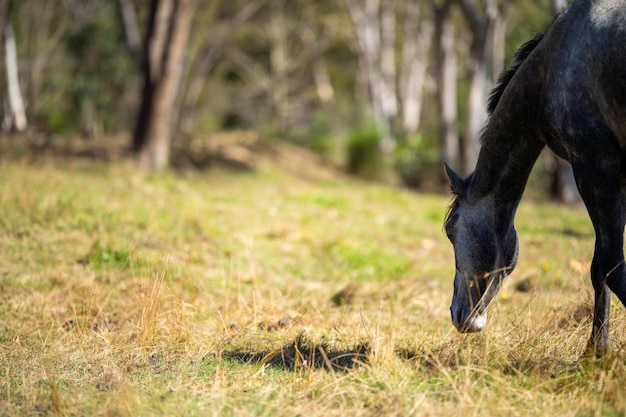 A horse grazing in a field with trees in the background