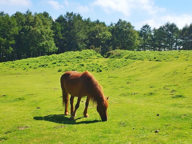 Foto cavalli che pascolano in un campo