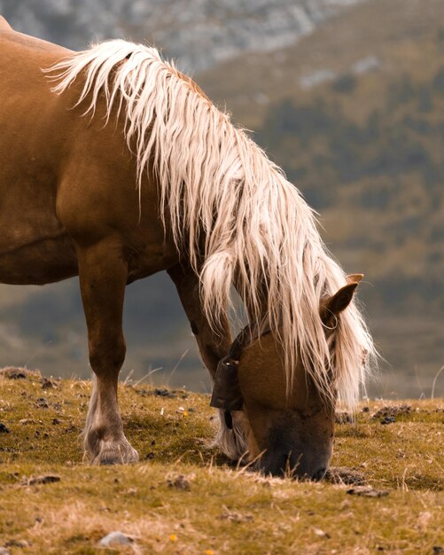 Foto cavalli che pascolano in un campo