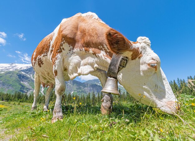 Horse grazing in a field