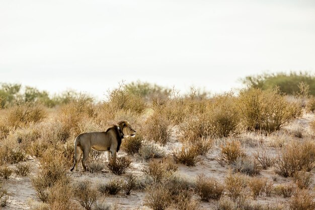 Foto cavalli che pascolano sul campo